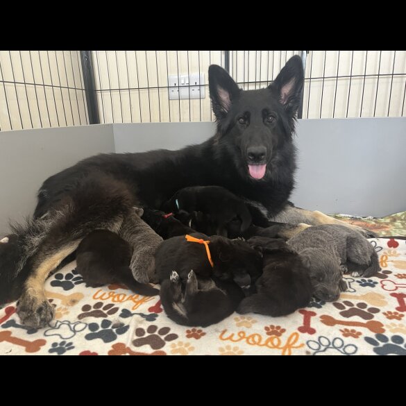 German Shepherd (Alsatian) - Both