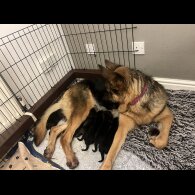 German Shepherd (Alsatian) - Both
