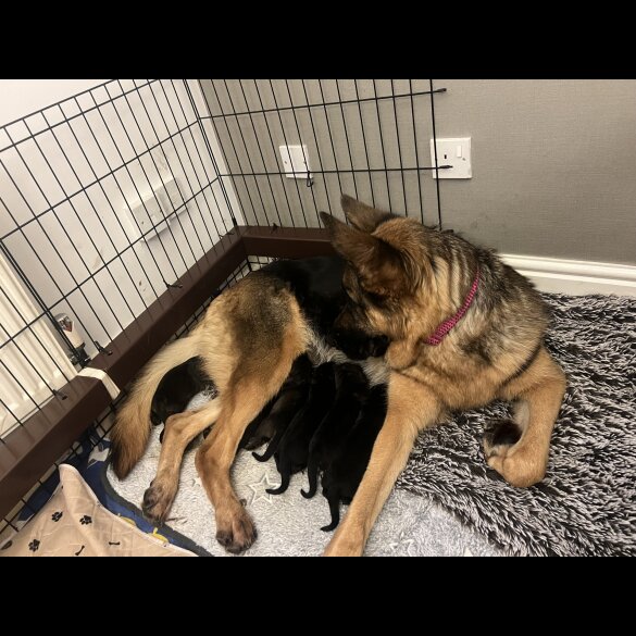 German Shepherd (Alsatian) - Both