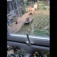German Shepherd (Alsatian) - Both