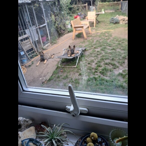 German Shepherd (Alsatian) - Both