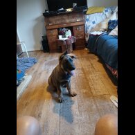 German Shepherd (Alsatian) - Both
