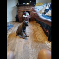 German Shepherd (Alsatian) - Both