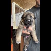 German Shepherd (Alsatian) - Bitches