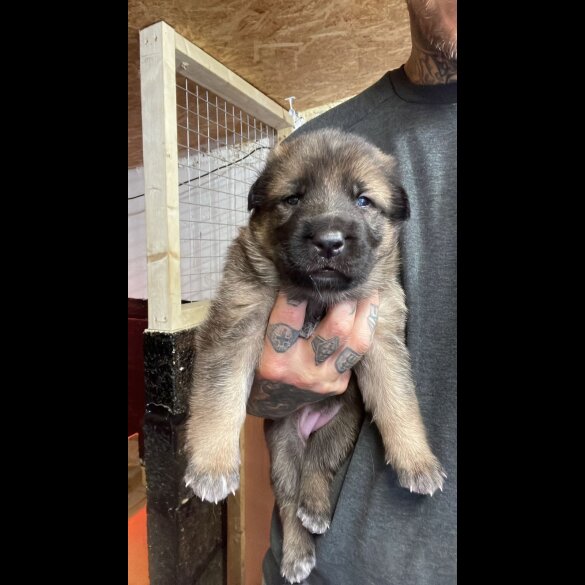 German Shepherd (Alsatian) - Bitches