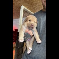 German Shepherd (Alsatian) - Bitches