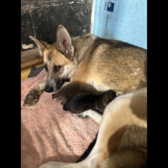 German Shepherd (Alsatian) - Bitches