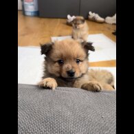 German Spitz - Both