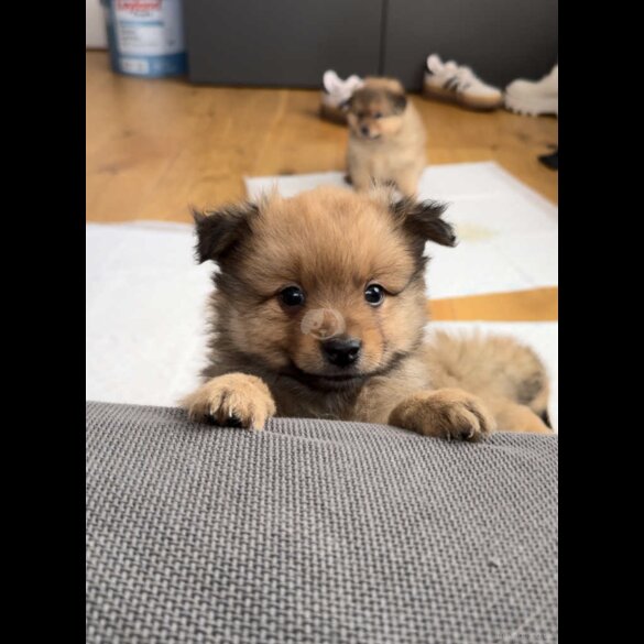 German Spitz - Both