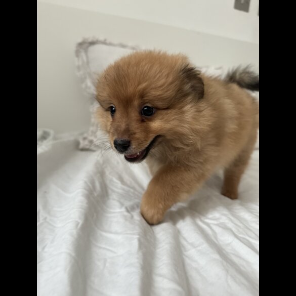 German Spitz - Both
