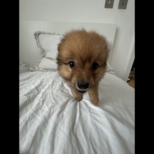 German Spitz - Both
