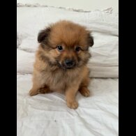 German Spitz - Both