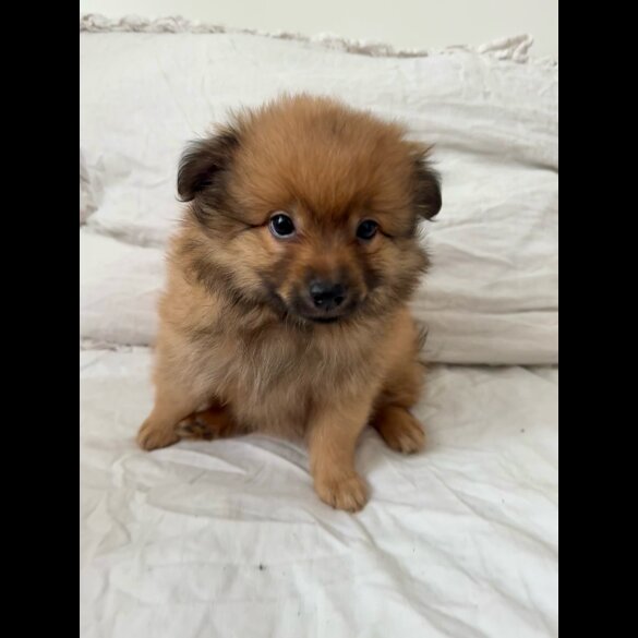 German Spitz - Both