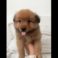 German Spitz - Both