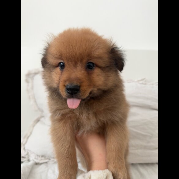 German Spitz - Both