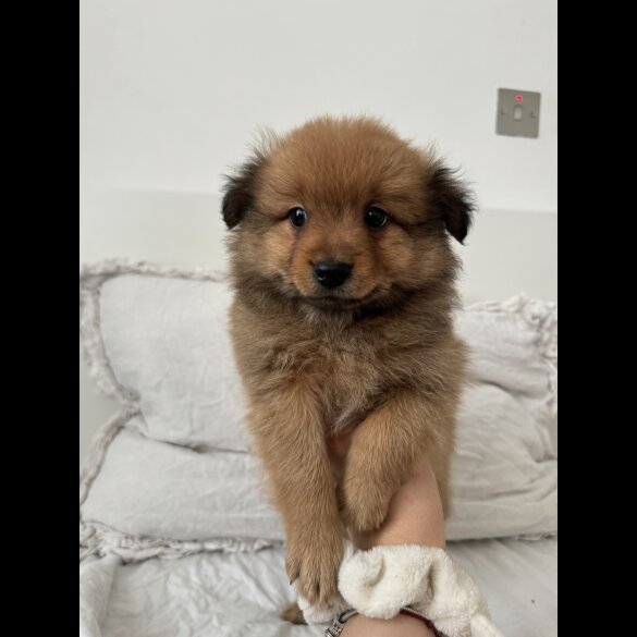 German Spitz - Both