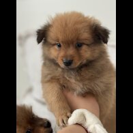 German Spitz - Both