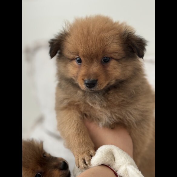 German Spitz - Both