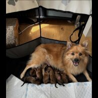 German Spitz - Both