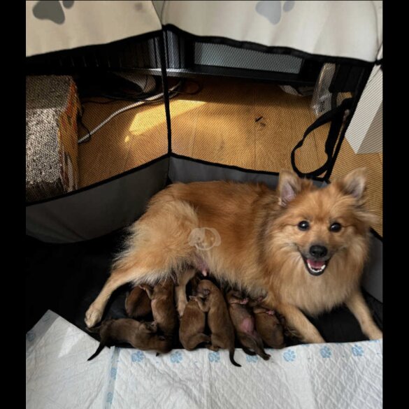 German Spitz - Both