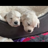 Golden Retriever - Both