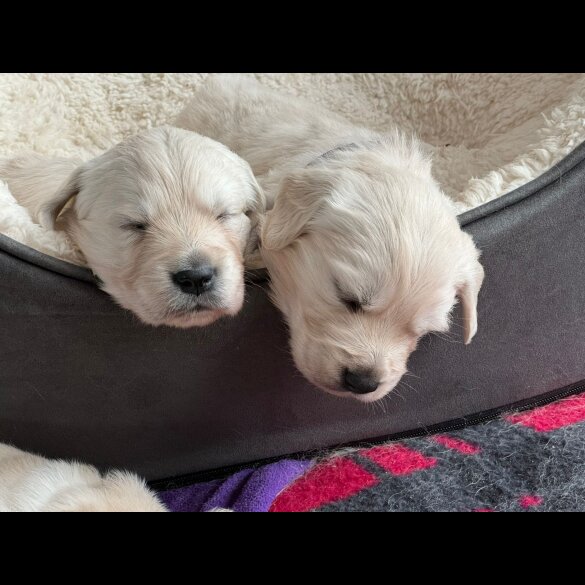 Golden Retriever - Both