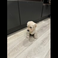 Golden Retriever - Both