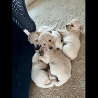 Golden Retriever - Both