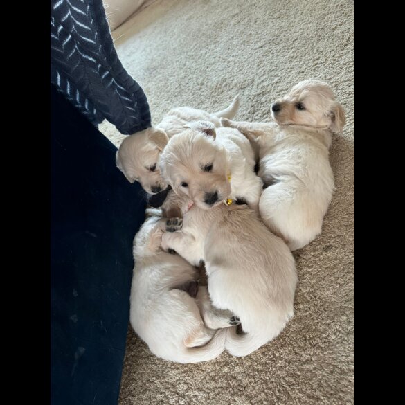 Golden Retriever - Both