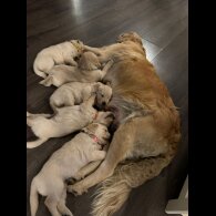 Golden Retriever - Both