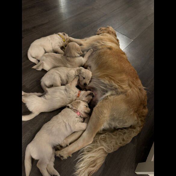 Golden Retriever - Both