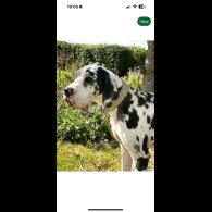 Great Dane - Both