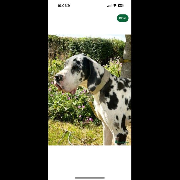 Great Dane - Both