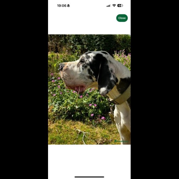 Great Dane - Both