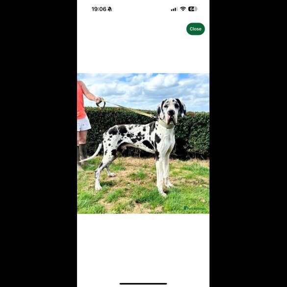 Great Dane - Both