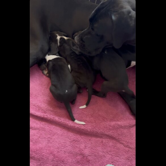 Great Dane - Both