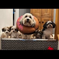 Havanese - Dogs