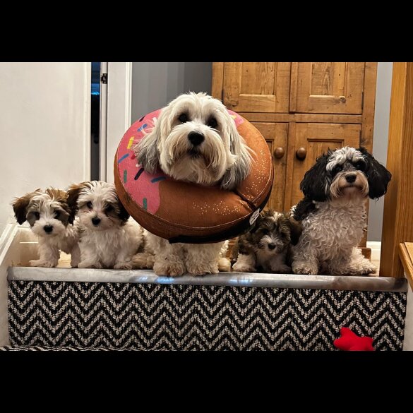 Havanese - Dogs