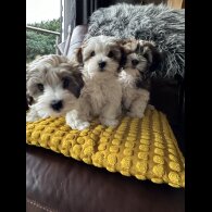 Havanese - Dogs