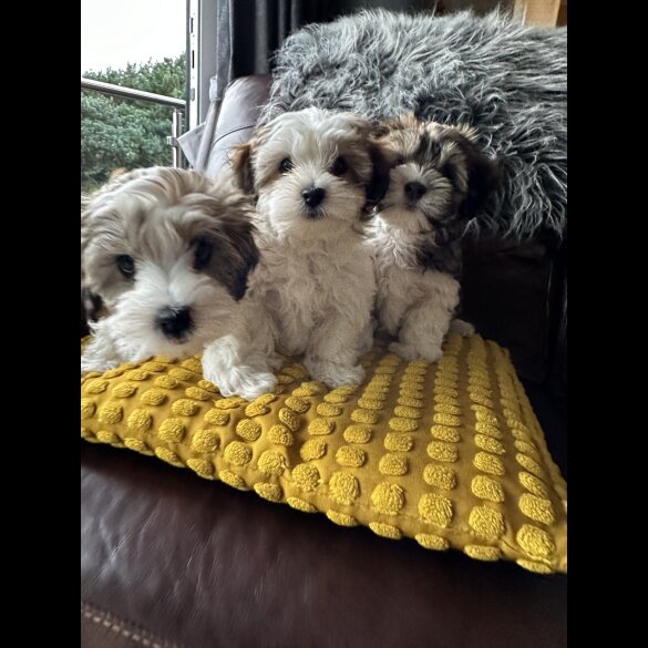 Havanese - Dogs