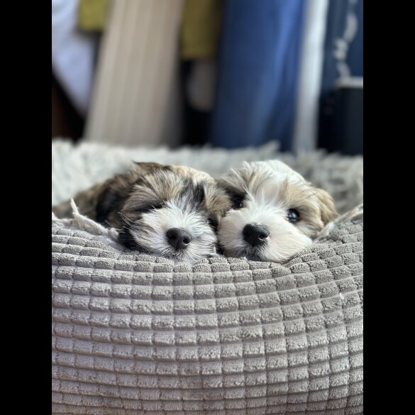 Havanese - Dogs
