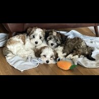 Havanese - Dogs