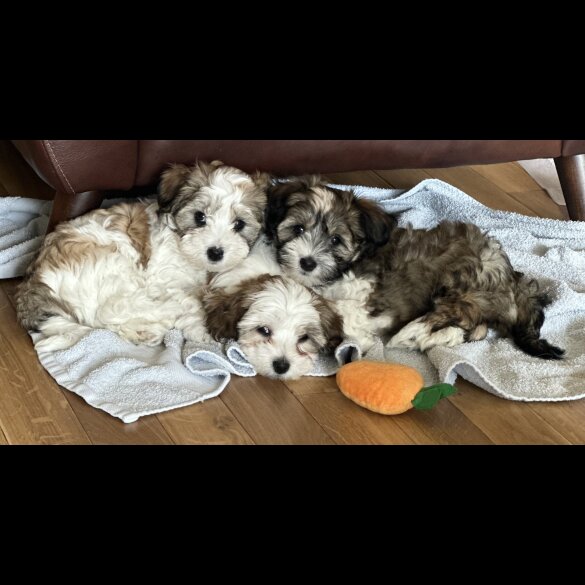 Havanese - Dogs