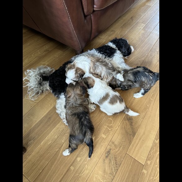 Havanese - Dogs