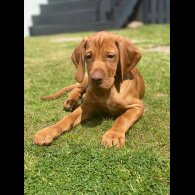 Hungarian Vizsla - Both