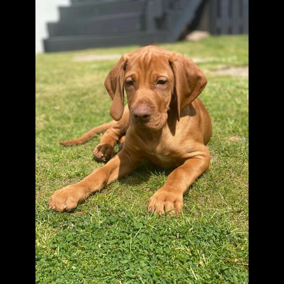 Hungarian Vizsla - Both