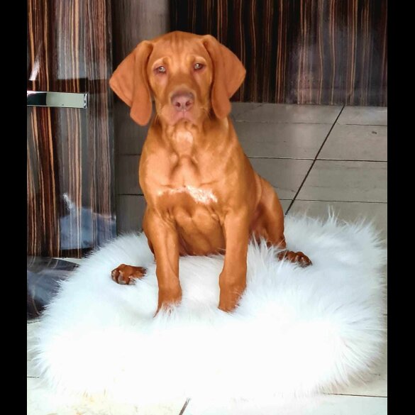 Hungarian Vizsla - Both
