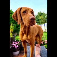 Hungarian Vizsla - Both