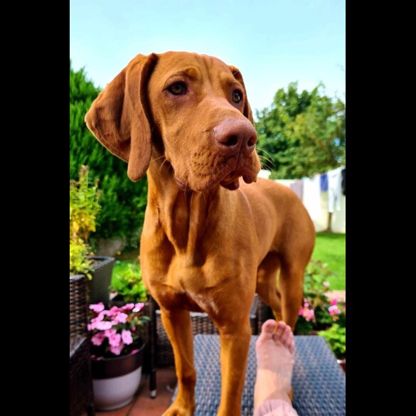 Hungarian Vizsla - Both