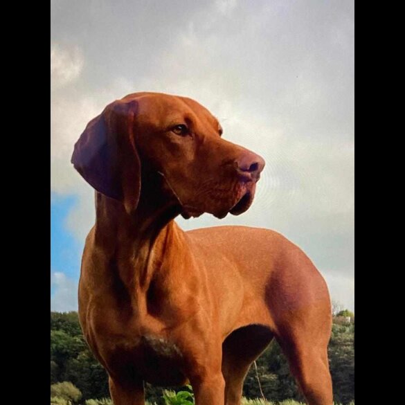 Hungarian Vizsla - Both